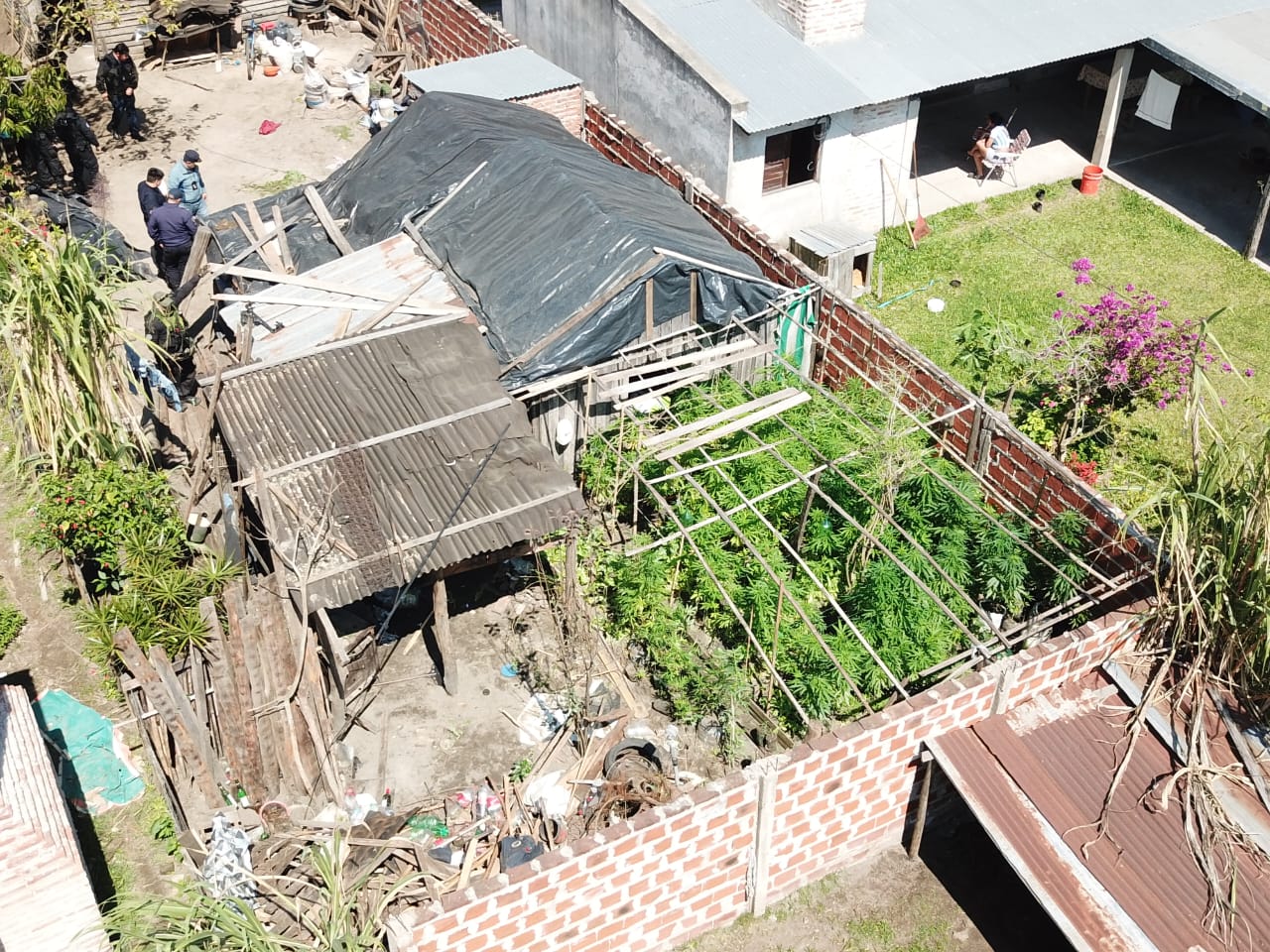 Invernadero narco en Concepción: secuestraron 677 plantas de marihuana y más de $27 millones en efectivo